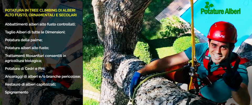 Tree Climbing